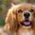 Köpeklerde İdeal Kilo Nasıl Olmalıdır?