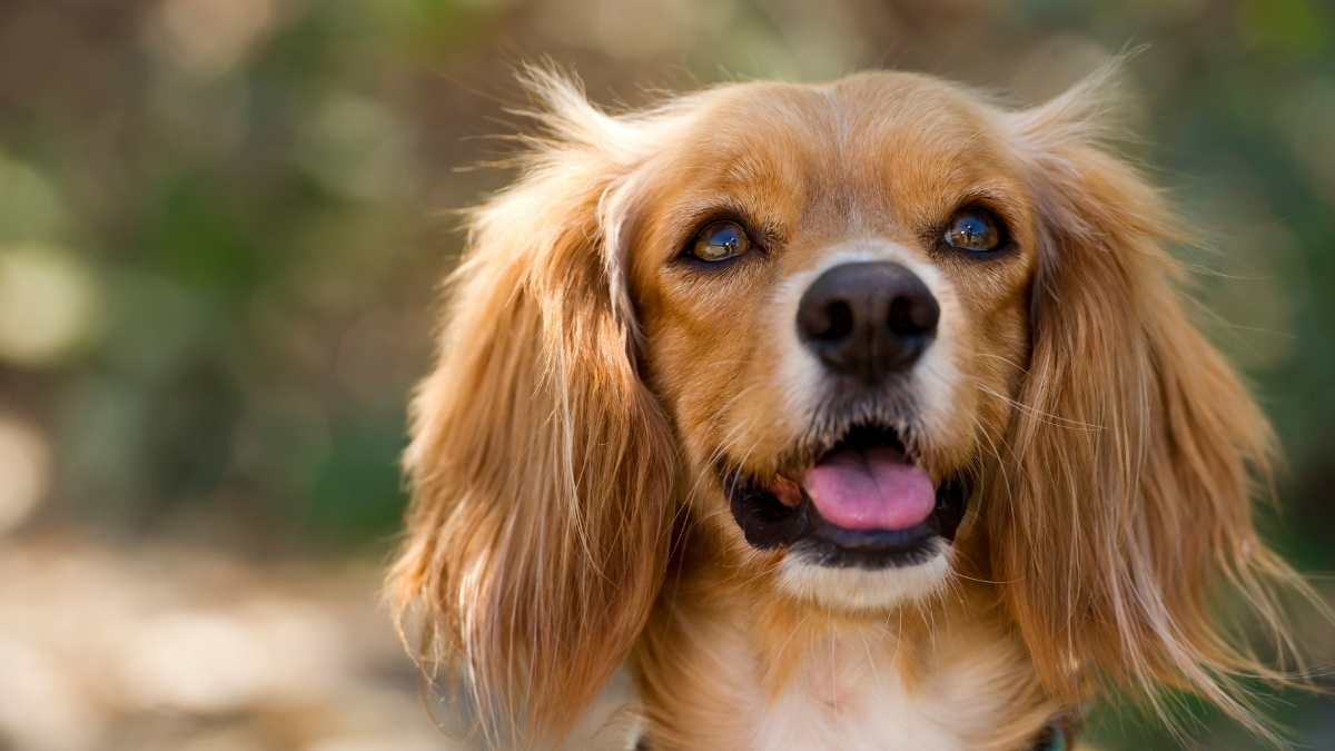 Köpekler Hakkında Şaşıracağınız 10 İlginç Bilgi
