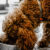 Köpek Beslenmesinde Yaş Mamanın Önemi