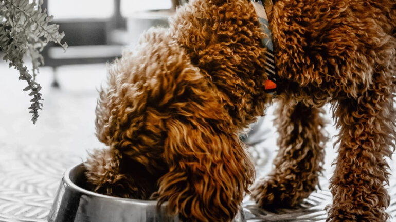 Köpek Beslenmesinde Yaş Mamanın Önemi