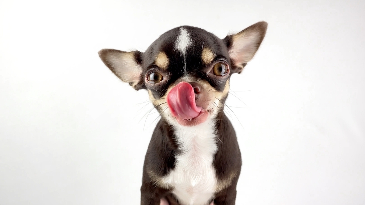 Köpek Mamalarında L-Karnitin Ne İşe Yarar?