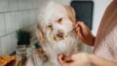 Köpeklerde Mama Değişimi Zararlı Mıdır?
