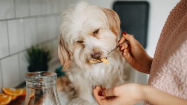 Köpeklerde Mama Değişimi Zararlı Mıdır?