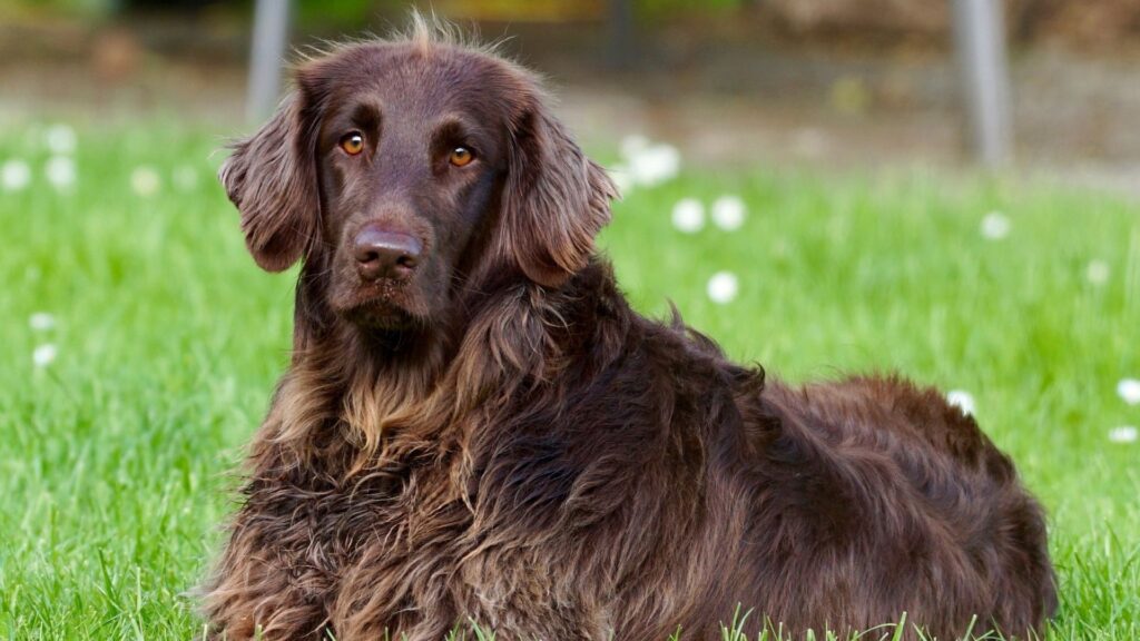 Köpeklerde Tüy Bakımı Nasıl Olmalıdır?