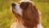 Köpeklerin Bağışıklık Sistemini Güçlendirme Yolları