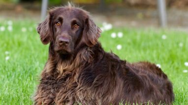 Köpeklerde Tüy Bakımı Nasıl Olmalıdır? 