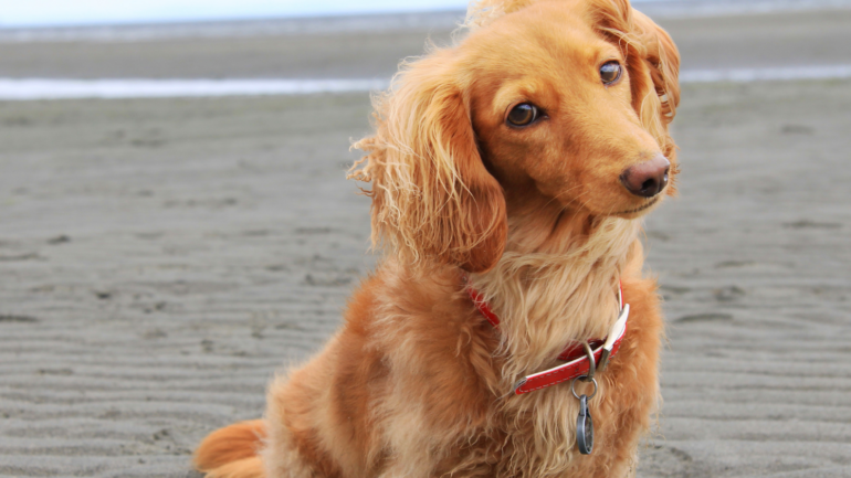 Köpeklerde Tüy Dökümü Nasıl Azaltılır?