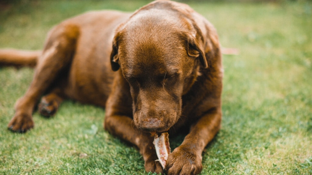 Köpeklere Kemik Verilmeli Mi?