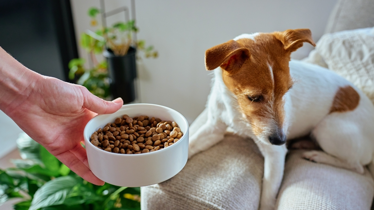 Köpeklerin Beslenmesinde Lifin Önemi Köpeklerin Beslenmesinde Lifin Önemi