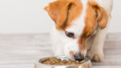 Köpeklerin Beslenmesinde Lifin Önemi