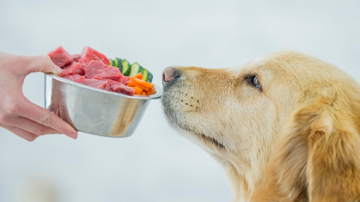 Köpeklerin Beslenmesinde Lifin Önemi Köpeklerin Beslenmesinde Lifin Önemi