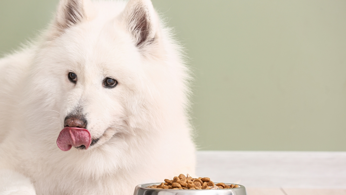 Köpeklerin Beslenmesinde Lifin Önemi Köpeklerin Beslenmesinde Lifin Önemi