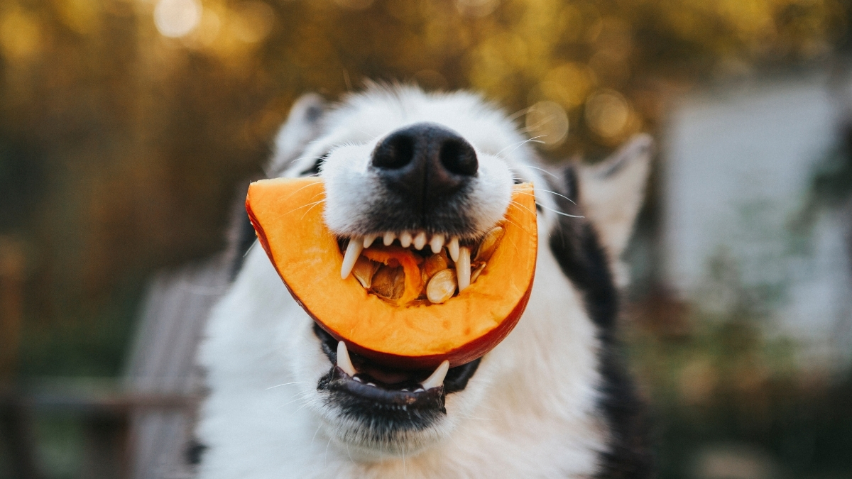 Köpeklerin Beslenmesinde Lifin Önemi Köpeklerin Beslenmesinde Lifin Önemi