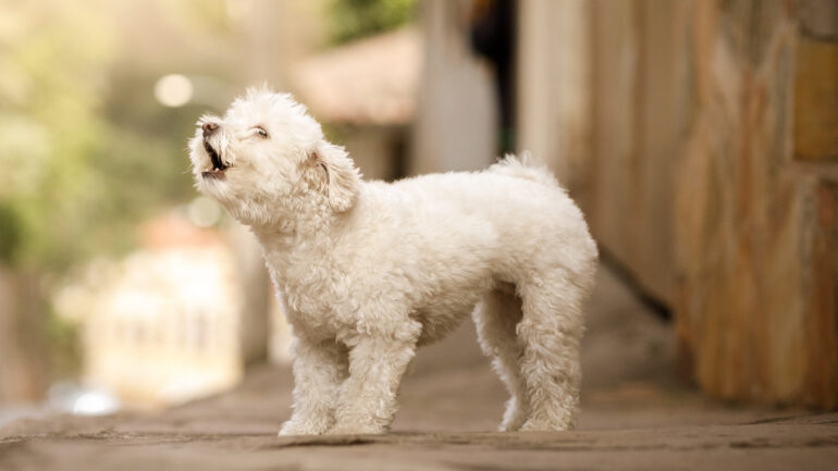Köpeklerin Çıkardığı Sesler ve Anlamları