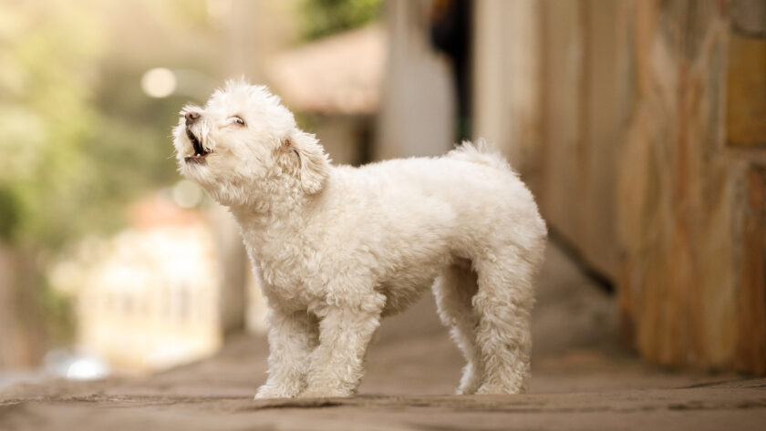 Köpeklerin Çıkardığı Sesler ve Anlamları