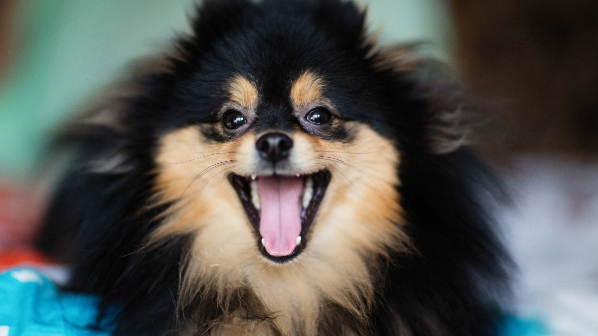 Köpeklerin Çıkardığı Sesler ve Anlamları
