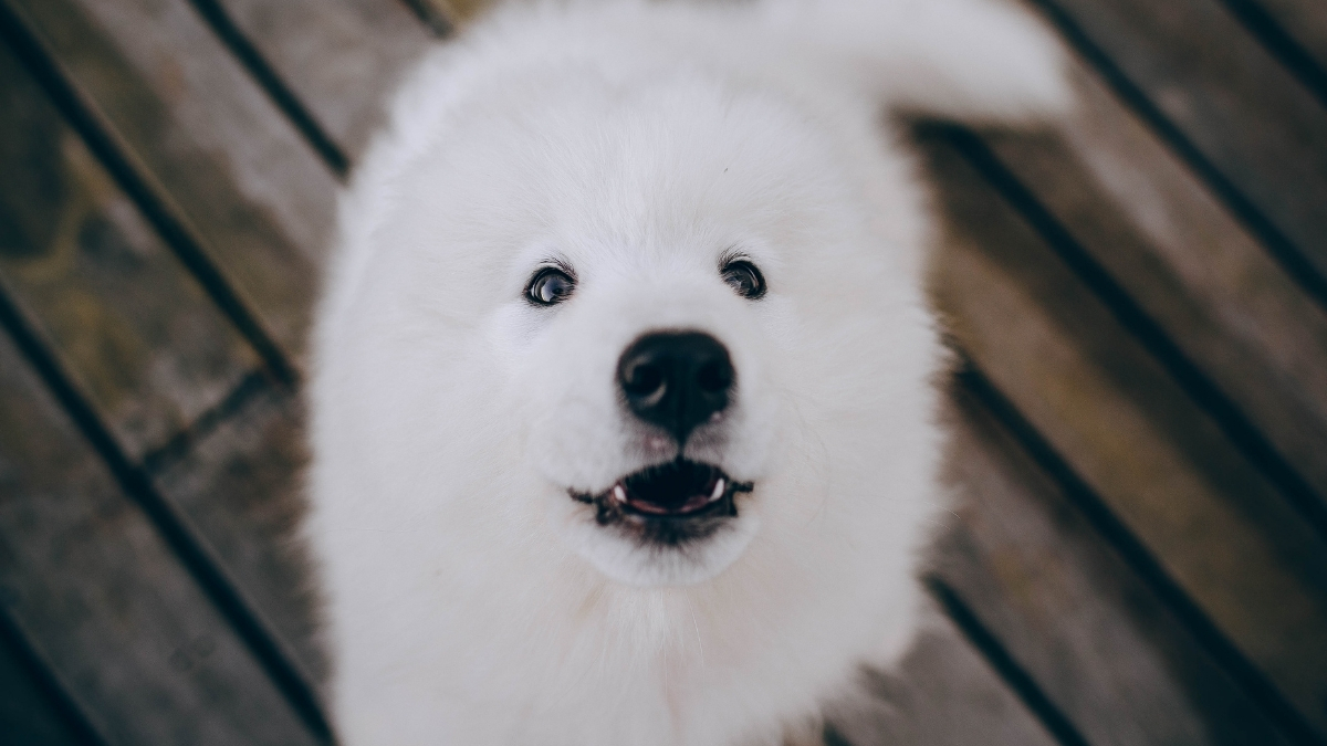 Köpeklerin Çıkardığı Sesler ve Anlamları