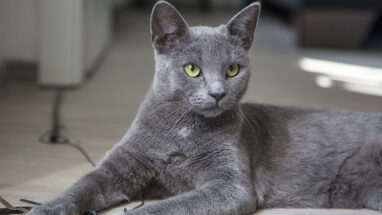Korat Kedi Irkı Özellikleri, Bakımı ve Beslenme İhtiyacı