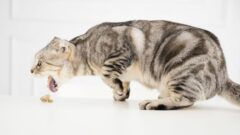 Kedi Neden Kusar? Kedilerde Kusmanın Nedenleri