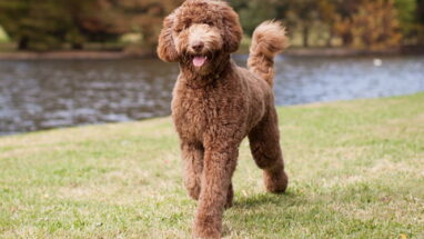 Labradoodle Cinsi Köpek Özellikleri, Bakımı ve Beslenme