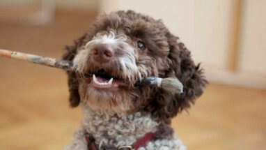 Lagotto Romagnolo Köpek Irkı Özellikleri, Bakımı ve Beslenme