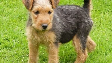 Lakeland Terrier Köpek Irkı Tüm Özellikleri, Genel Sağlık ve Bakım