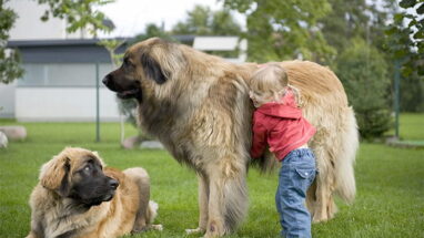 Leonberger Köpek Irkı Özellikleri, Bakımı ve Beslenme