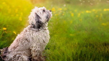 Lowchen Köpek Irkı Özellikleri, Bakımı ve Beslenme