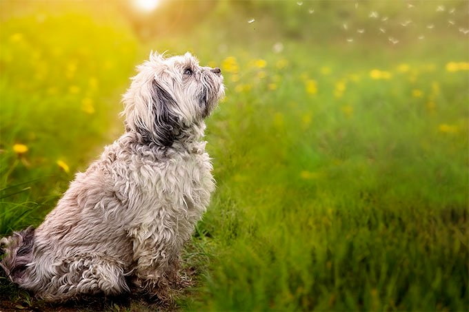 Lowchen Köpek Irkı Özellikleri, Bakımı ve Beslenme
