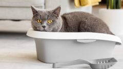Kedi Kumu Kaç Günde Bir Değiştirilmelidir? 
