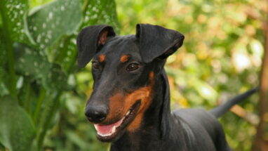 Manchester Terrier Köpek Irkı Özellikleri, Bakımı ve Beslenme