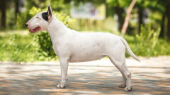 Miniature Bull Terrier Köpek Irkı Özellikleri, Bakımı ve Beslenme