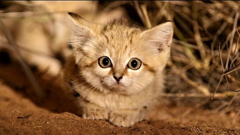 Mojave Spotted (Mojave Desert Cat) Kedi Irkı Özellikleri ve Bakımı