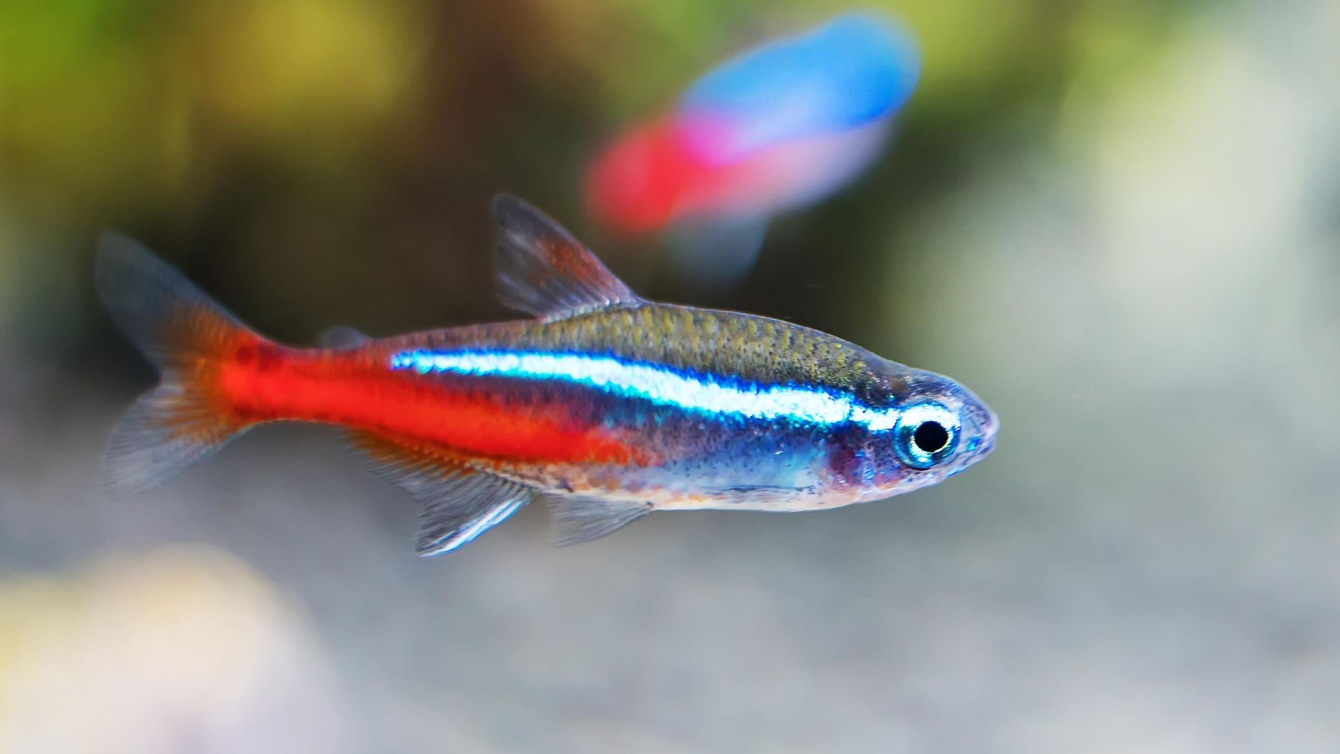 Neon Tetra Balığı Özellikleri ve Bakımı