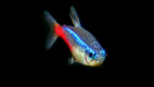 Neon Tetra Balığı Özellikleri ve Bakımı