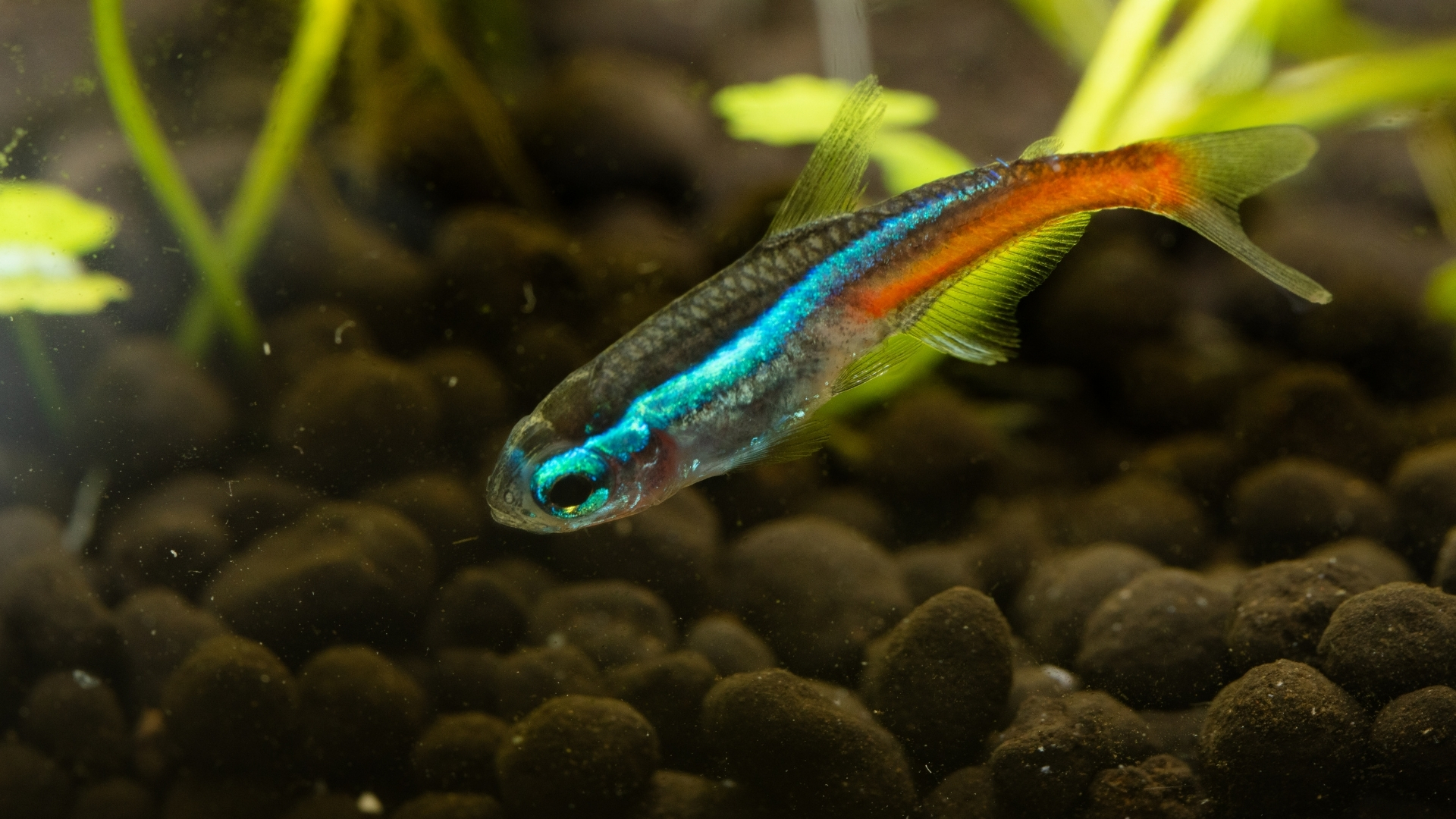 Neon Tetra Balığı Özellikleri ve Bakımı