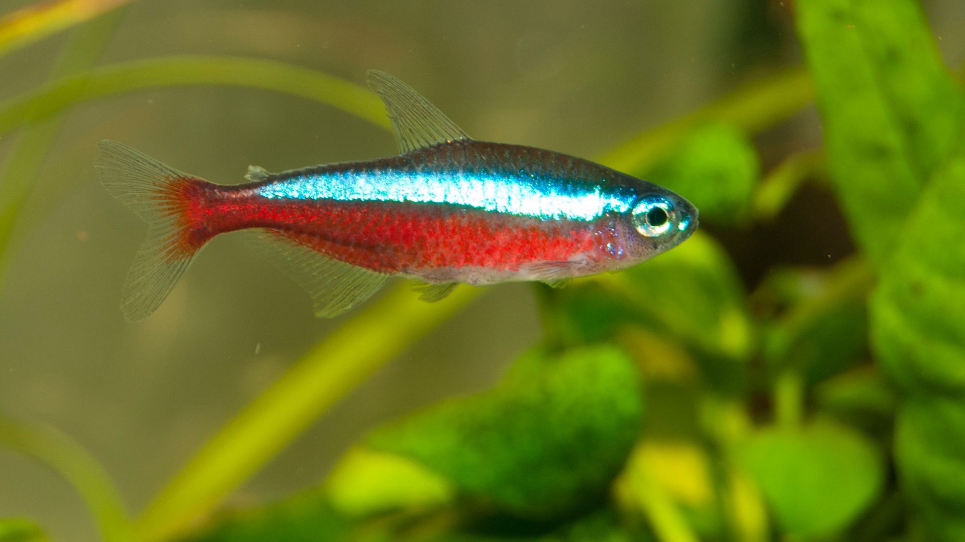 Neon Tetra Balığı Özellikleri ve Bakımı