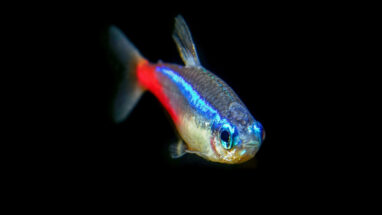 Neon Tetra Balığı Özellikleri ve Bakımı