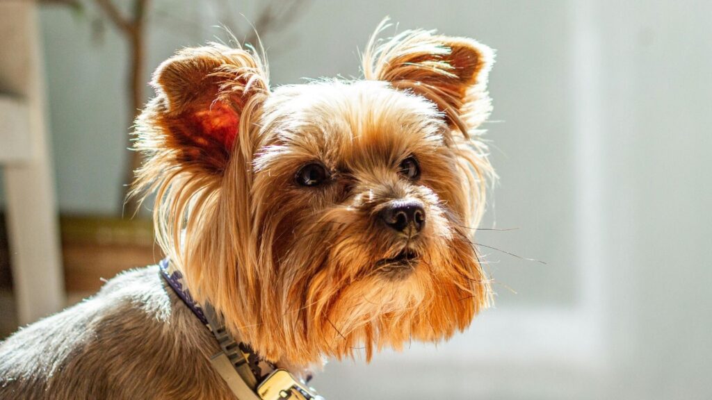 Köpeklerde Vestibüler Hastalıklar