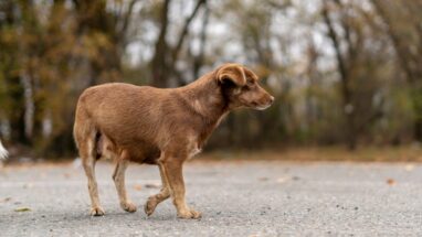 Nesli Tükenme Olan Köpek Türleri Hangileridir?