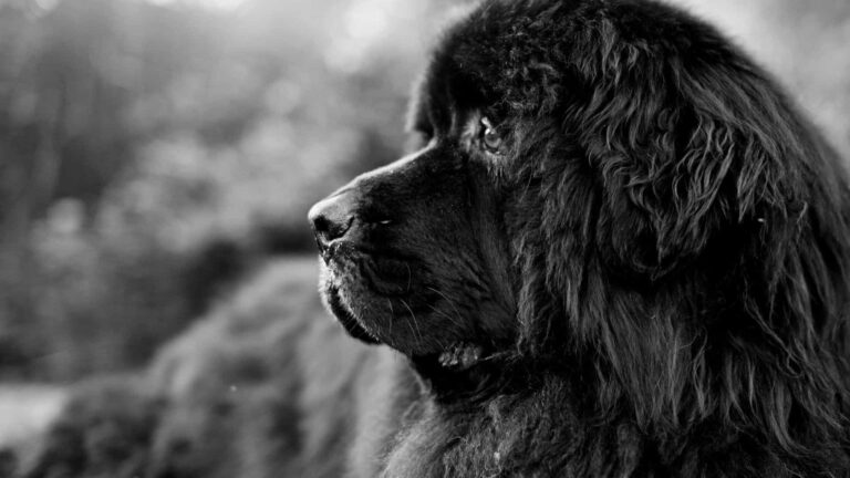Newfoundland Köpek Irkı Tüm Özellikleri, Genel Bakım ve Sağlık