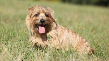 Norfolk Terrier Köpek Irkı Özellikleri, Bakımı ve Beslenme
