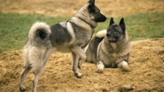 Norwegian Elkhound Köpek Irkı Tüm Özellikleri, Genel Bakım ve Sağlık
