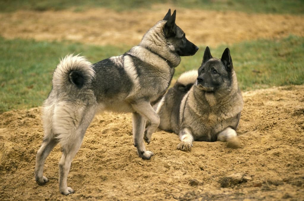Norwegian Elkhound Köpek Irkı Tüm Özellikleri, Genel Bakım ve Sağlık