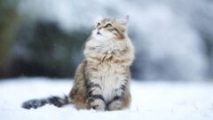 Norwegian Forest (Norveç Orman Kedisi) Kedi Irkı Özellikleri ve Bakımı