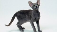 Oriental Shorthair Irkı Hakkında Daha Önce Duymadığınız Bilgiler