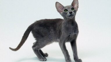Oriental Shorthair Irkı Hakkında Daha Önce Duymadığınız Bilgiler