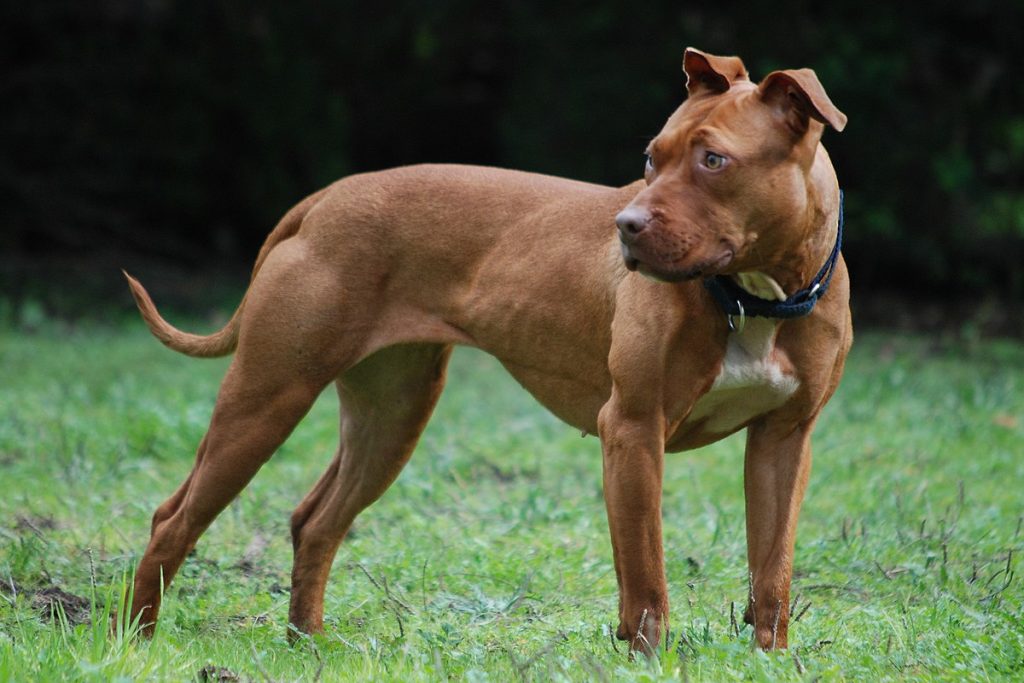 Pitbull Tuvalet Eğitimi Hakkında Bilinmesi Gerekenler