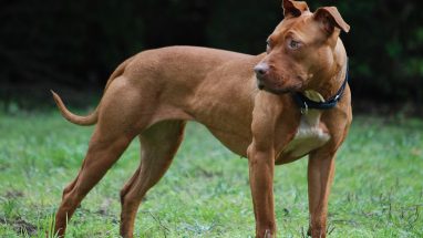 Pitbull Tuvalet Eğitimi Hakkında Bilinmesi Gerekenler