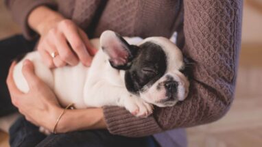 Köpekler Kaç Yıl Yaşar?